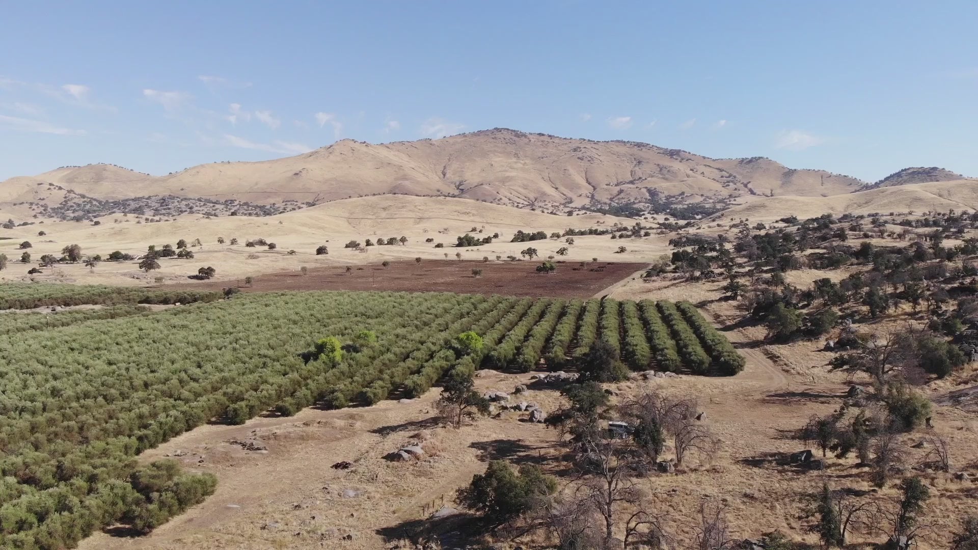 Load video: Drone video flying over Bari Olive Oil Company&#39;s Grove One
