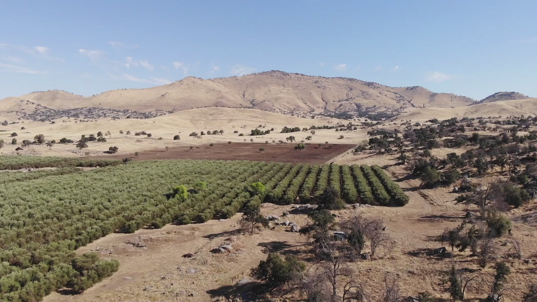 Drone video flying over Bari Olive Oil Company's Grove One